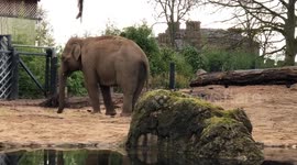 Elephant at Dublin Zoo