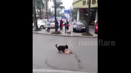 Heartbreaking moment a dog tries to