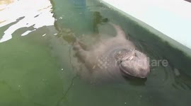 Funny rescued manatee attempts to do sit-ups