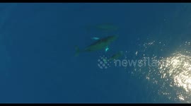 Humpback whale family visits tourists boat