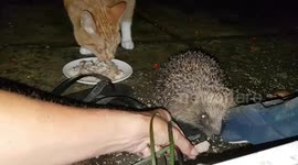 Cat & hedgehog are best friends