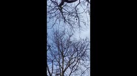 Bird song in central london.