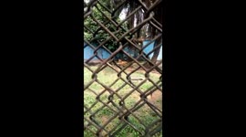Starving lion in Nigeria rivers state zoo. They get to only on Sundays