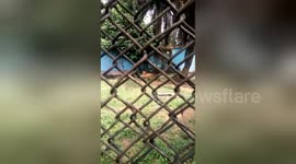 Newsflare Edit - Starving lion in Nigeria rivers state zoo. They get to only on Sundays