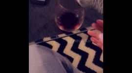Freddi the African Grey Parrot is Determined to Copy Mom and drink Red Wine