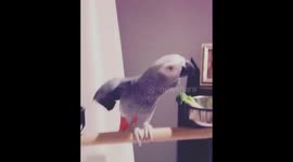 Freddi the African Grey loves to Dance to SnapChat