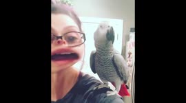 Freddi the African Grey Mocks Me