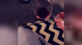 Parrot tries to drink red wine from the glass