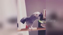 Newsflare Edit - Freddi the African Grey loves to Dance to SnapChat