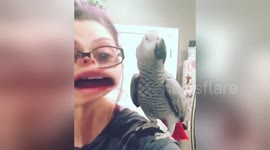 Newsflare Edit - Freddi the African Grey Mocks Me