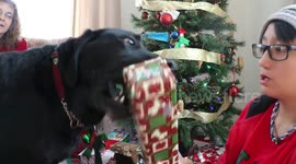 Dog steals presents.