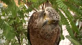 Eagle 'dances' to drum beat