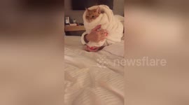Newsflare Edit - Cat being rocked in blanket like a baby