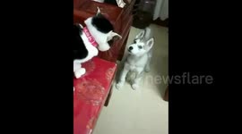 Cat win over dog without battle