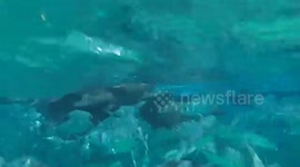 Shark Alley Ambergis Caye Belize fish and rays