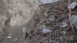 daredevil young alpine ibex running cliffs