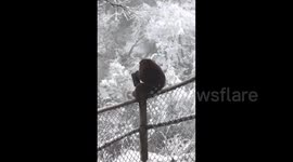 Cheeky wild monkey steals tourist's wallet