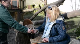 Valentines day experience with Red Pandas