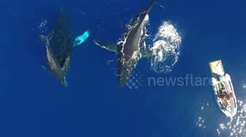 Humpback whale family surprises tourists on boat