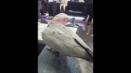 Bird love on valentine's day