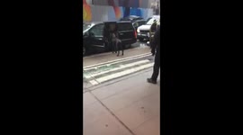 Great Dane going home from the dog show