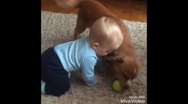 dog and baby playing together