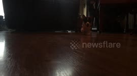 Corgi pup does flying lead changes