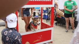 Celebrity Dog At Photo Booth