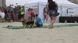 Corgi Jumps Through Hula Hoops