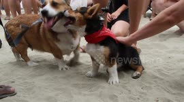 Cute Corgi In a Bandana