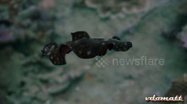 underwater flatworm swimming