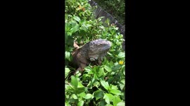 Iguana eating flowers