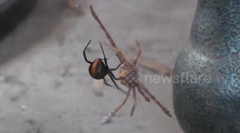 Redback Spider Wraps Up It's Prey - BOGAN EDITION