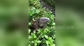Newsflare Edit - Iguana eating flowers