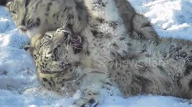 Zoo animals enjoy the UK snow