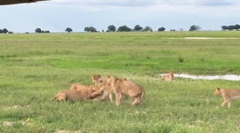 Male lion attacked by furious pride