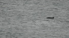 Dolphins in Mounts Bay