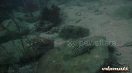 two cuttlefish searching for prey