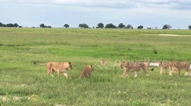 Male lion attacked by furious pride