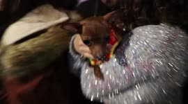 Dog Dressed up for Chinese New Year - Year of the Dog