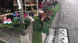 Two stray chickens wandering into shoe shop