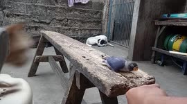 Sneaky cat comes out of nowhere to pounce on bird