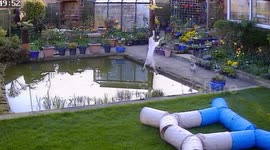 Splash landing! Cat’s epic fail trying to catch bird