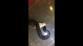Mexican Black kingsnake Feeding
