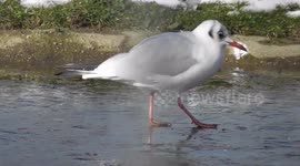Ice Skating Gulls Not Quite Ready For The Olympics