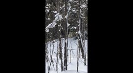 Chihuahua meeting a moose!!