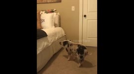 Mini pig gets surprise for Valentine’s Day