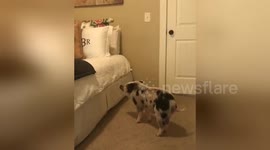 Newsflare Edit - Mini pig gets surprise for Valentine’s Day