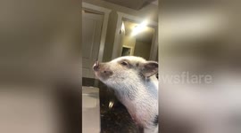 Newsflare Edit - Mini pig using a computer