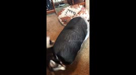 Pig herding